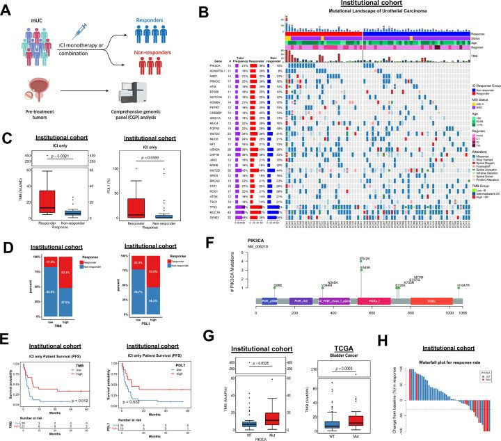 临床队列与转化研究设计，对应研究Oncogenic PIK3CA mutation enhances tumor immunogenicity through the IRF1-NLRC5-MHC-I axis in urothelial carcinoma.。