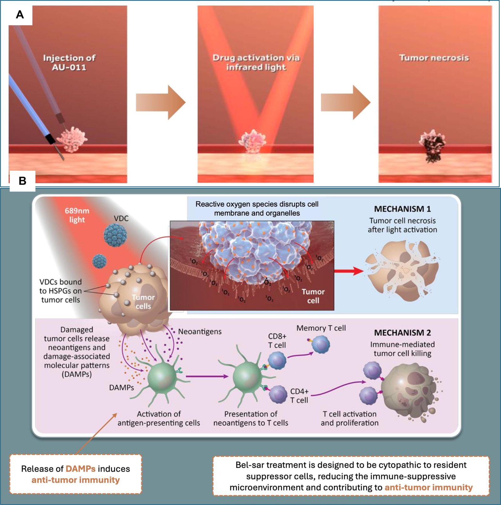 Bel-sarⅠ期图形摘要，对应研究Early Efficacy and Exploratory Biomarker Data of Bel-sar in Patients with Intermediate-risk and High-risk Non-muscle-invasive Bladder Cancer.。